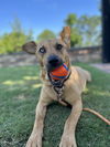adoptable Dog in  named Piper