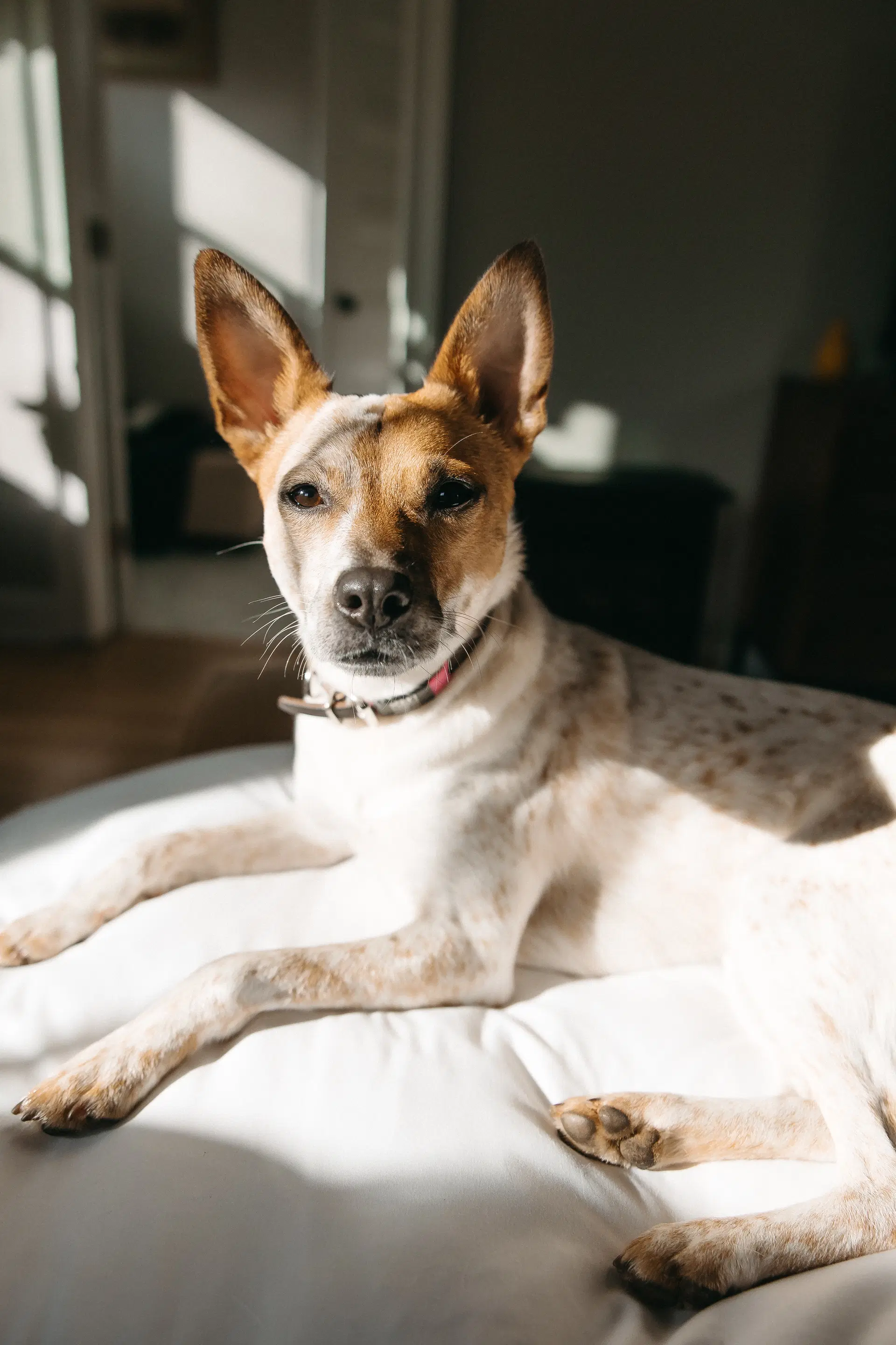 Maki-Ato - Australian Cattle Dog/Blue Heeler