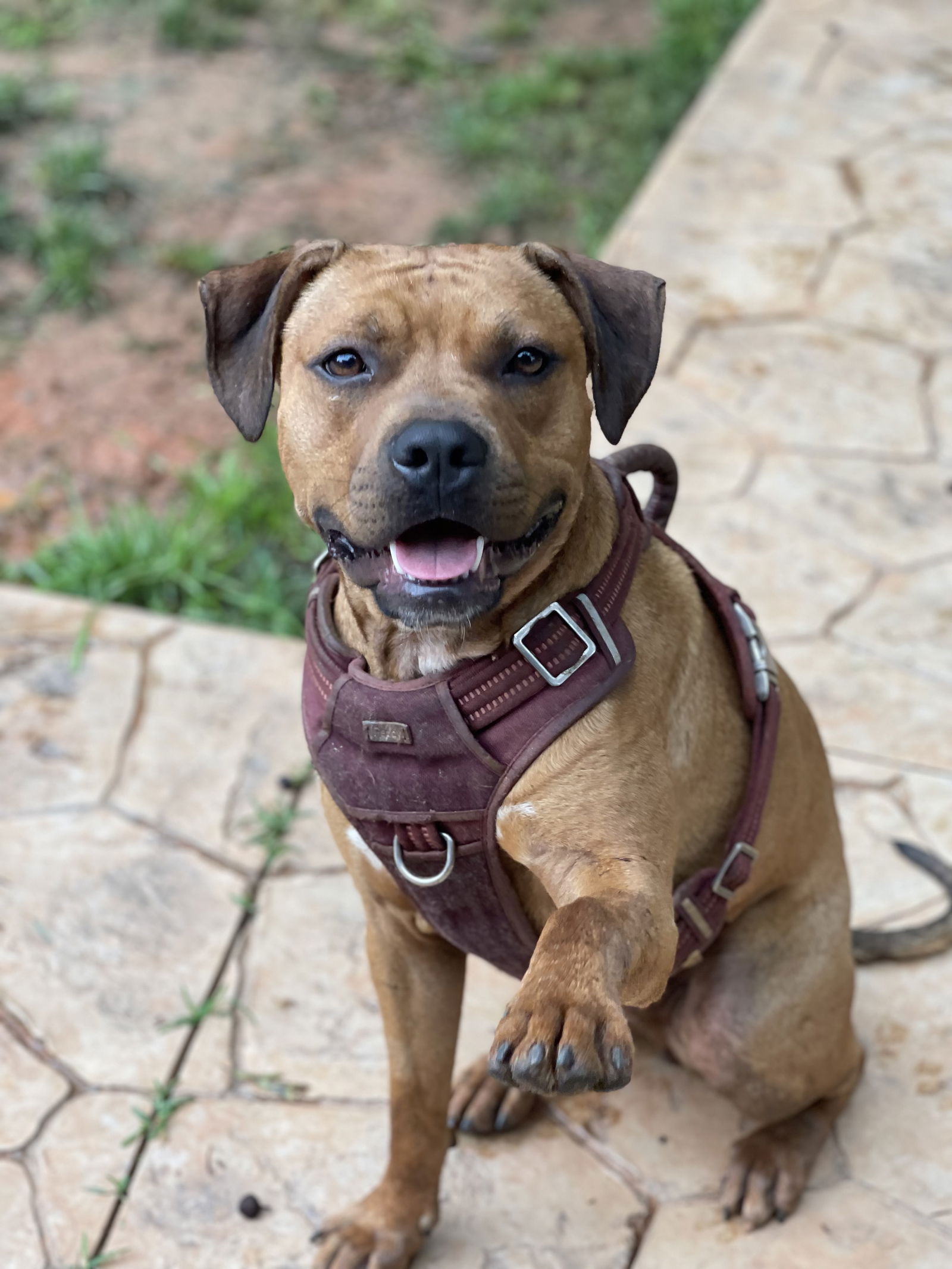 adoptable Dog in Atlanta, GA named Chico aka Chichi