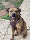adoptable Dog in  named Chico aka Chichi