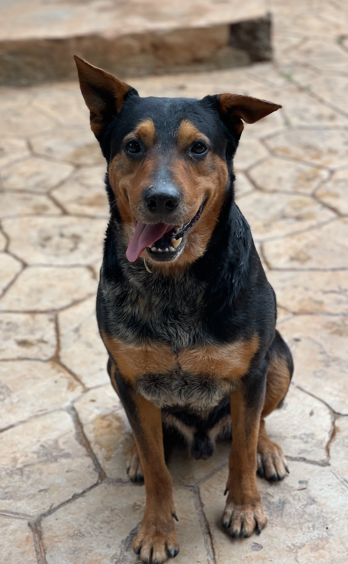 adoptable Dog in Atlanta, GA named Tyson