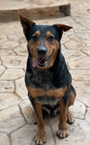 adoptable Dog in  named Tyson