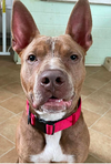 adoptable Dog in  named Toad