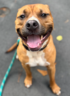 adoptable Dog in  named Camacho