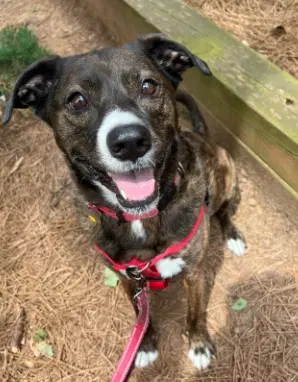 Jackson Foster Needed Too - Retriever