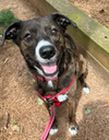 adoptable Dog in  named Jackson *FOSTER NEEDED TOO!