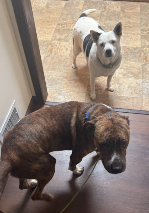 Buddy photo 2