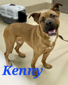 adoptable Dog in Decatur, GA named Kenny