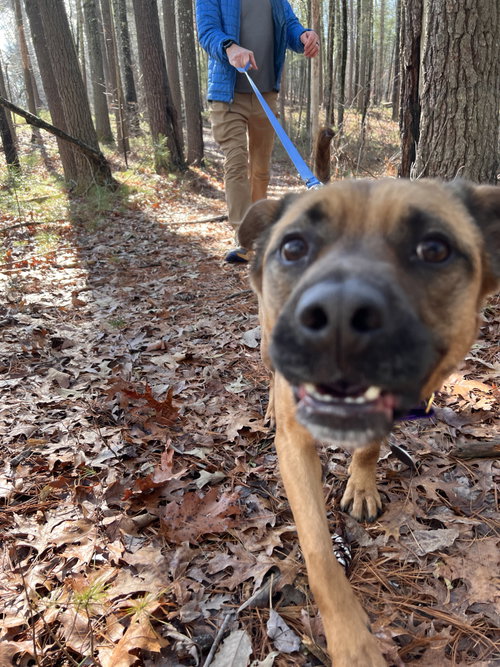 Barley photo 7