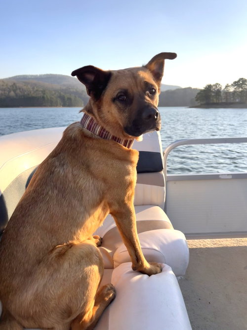 Barley, an adoptable Black Mouth Cur in Atlanta, GA