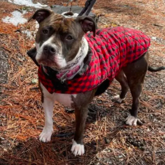 Coco - American Bulldog
