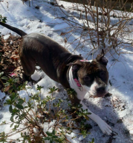 Coco photo 4