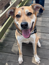 adoptable Dog in  named Pajune