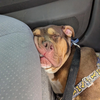 adoptable Dog in Decatur, GA named AJ