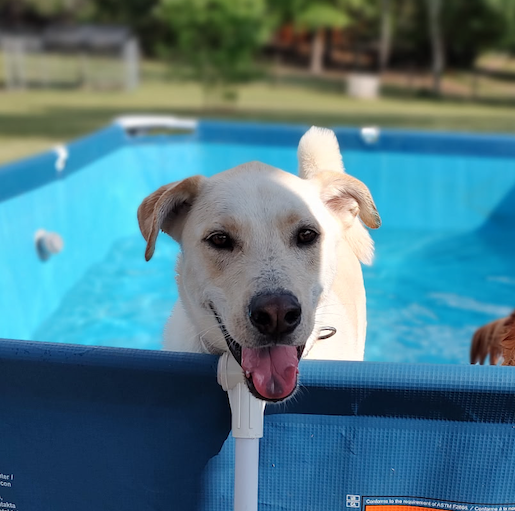 adoptable Dog in Decatur, GA named Webster