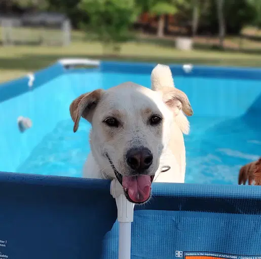 Webster - Labrador Retriever