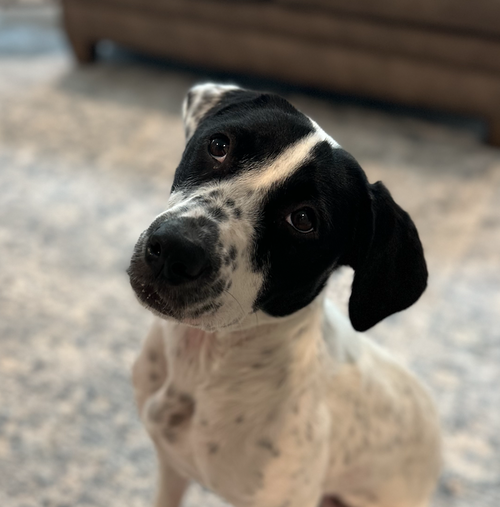 Dottie *URGENT FOSTER/ADOPTER NEEDED photo 5