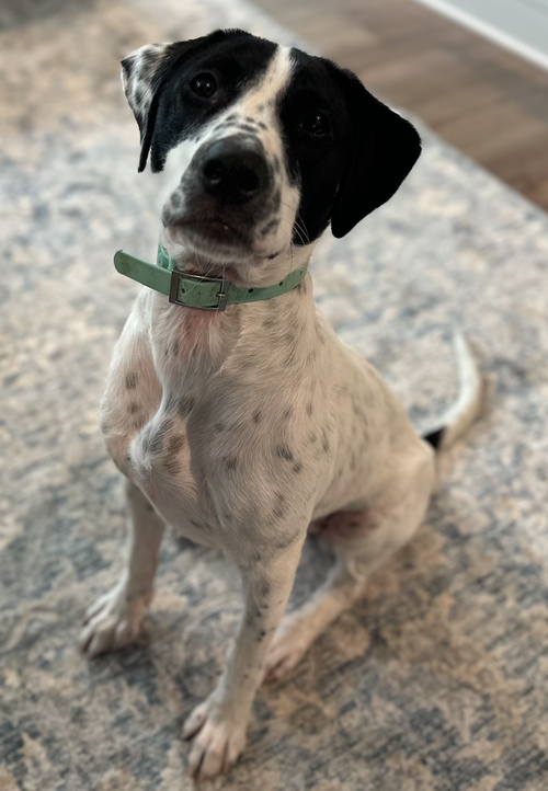 Dottie *URGENT FOSTER/ADOPTER NEEDED photo 6