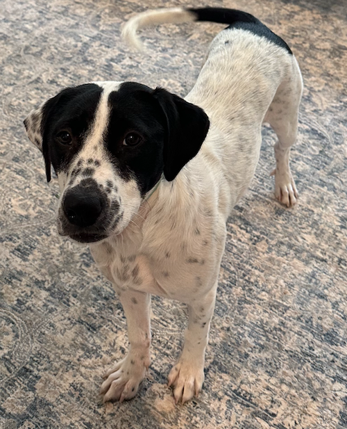 Dottie *URGENT FOSTER/ADOPTER NEEDED photo 6