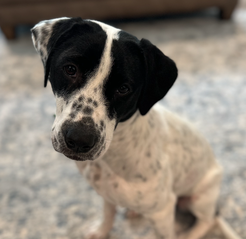 Dottie *URGENT FOSTER/ADOPTER NEEDED photo 7
