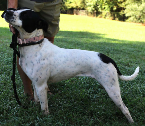 Dottie *URGENT FOSTER/ADOPTER NEEDED photo 3