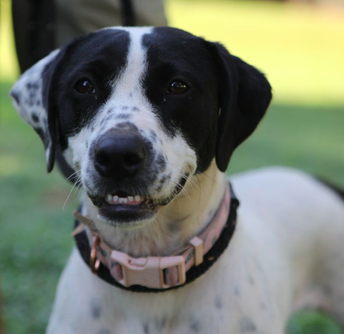 Dottie *URGENT FOSTER/ADOPTER NEEDED photo 2