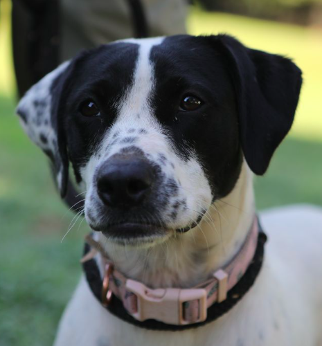 Dottie *URGENT FOSTER/ADOPTER NEEDED photo 4
