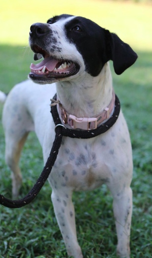 Dottie