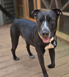 adoptable Dog in  named Scout