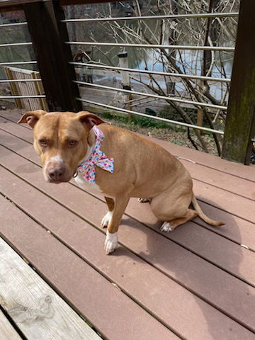 adoptable Dog in Atlanta, GA named Hazel