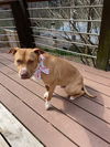 adoptable Dog in  named Hazel