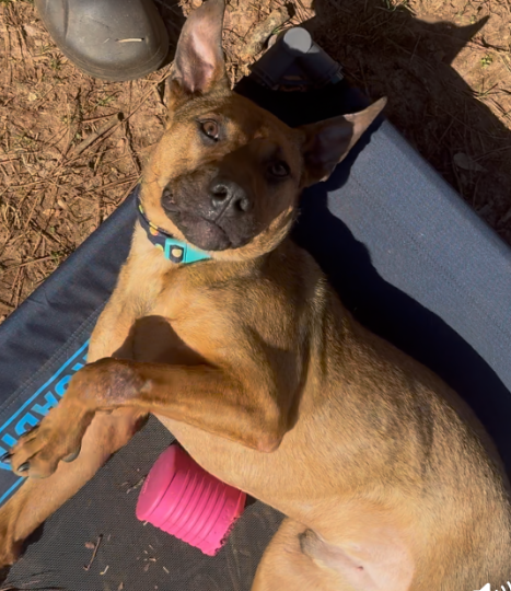 adoptable Dog in Decatur, GA named George