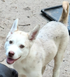 adoptable Dog in Decatur, GA named Dundee