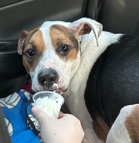 adoptable Dog in Decatur, GA named Benny *FOSTER NEEDED TOO!