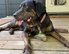 adoptable Dog in Decatur, GA named Izzy *FOSTER NEEDED TOO!