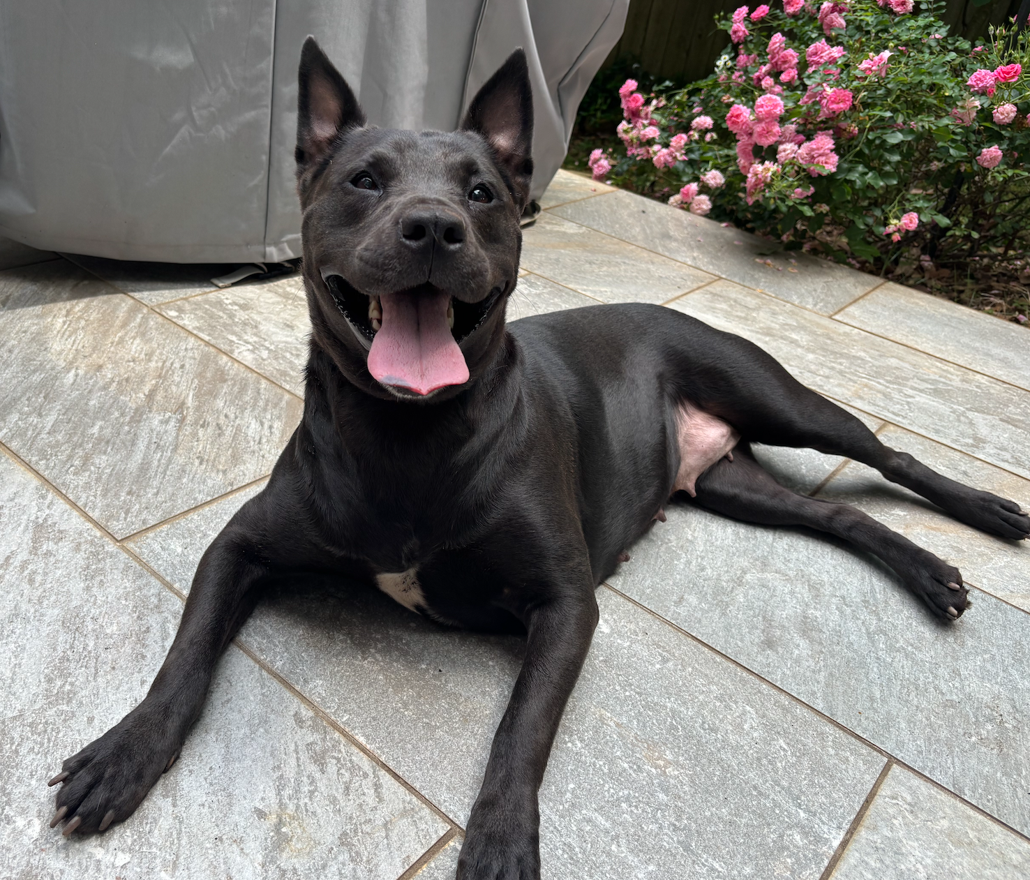 adoptable Dog in Decatur, GA named Little Athena