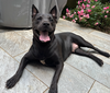 adoptable Dog in  named Little Athena
