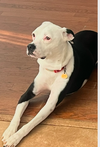 adoptable Dog in Decatur, GA named Daisy *FOSTER NEEDED TOO!