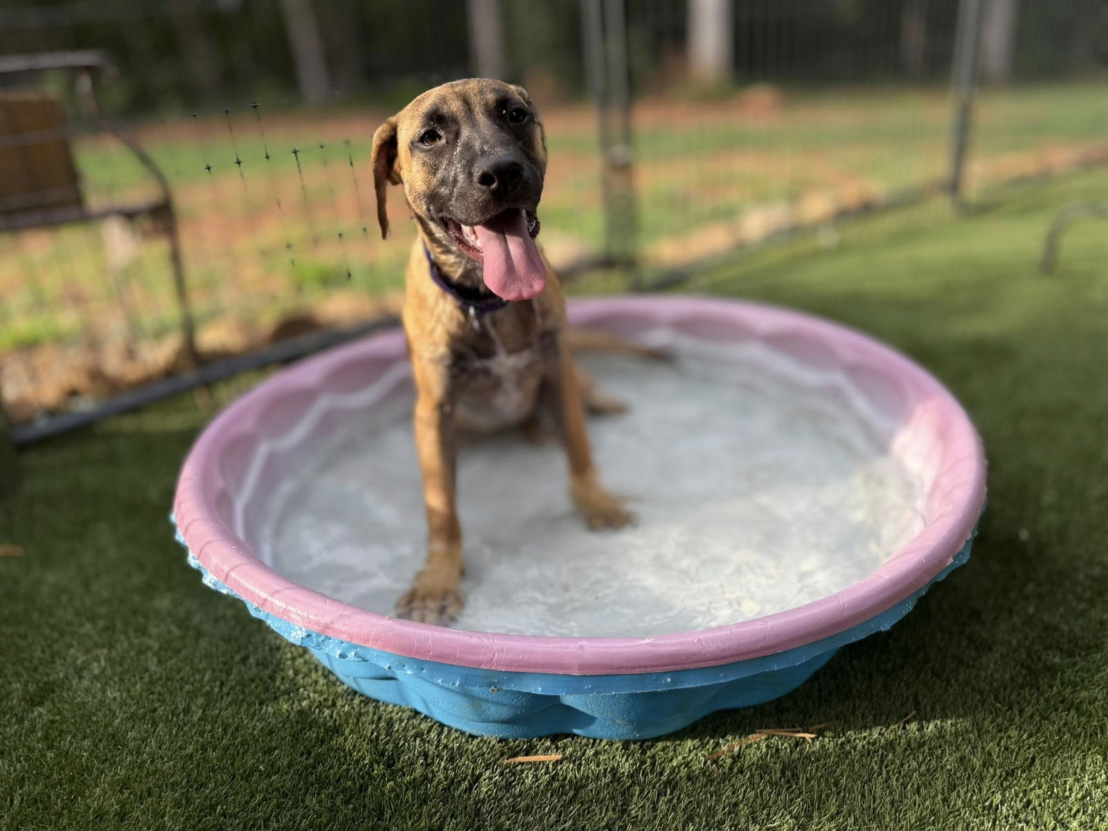 adoptable Dog in Decatur, GA named Janet *FOSTER NEEDED TOO!