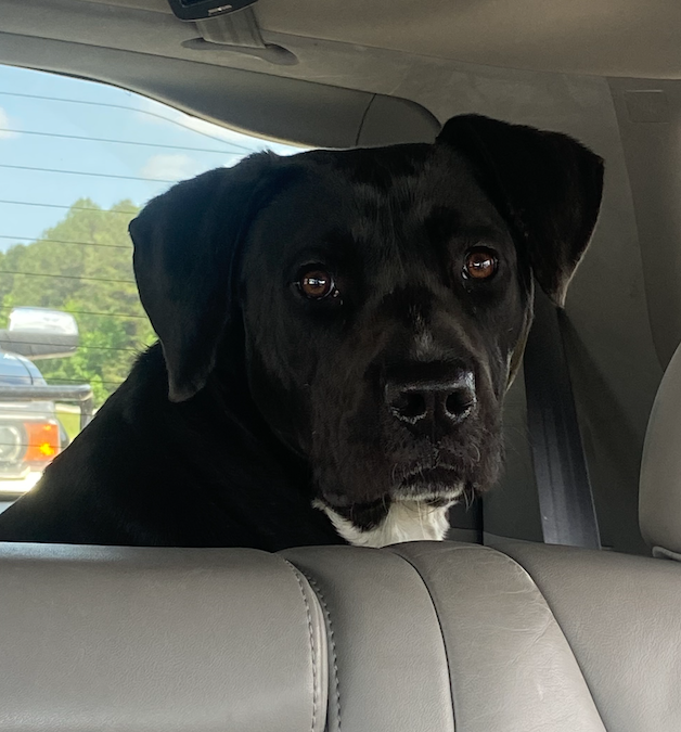 adoptable Dog in Decatur, GA named Burger