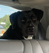 adoptable Dog in Decatur, GA named Burger