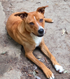 adoptable Dog in , GA named Karma
