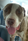 adoptable Dog in  named Indy