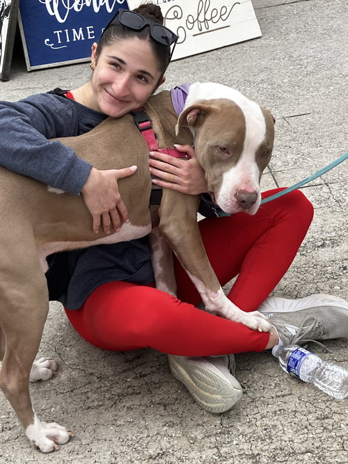 Indy, an adoptable American Bulldog in Atlanta, GA