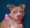 adoptable Dog in  named Mimosa