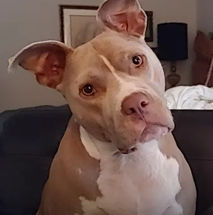 Mimosa - American Staffordshire Terrier