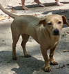 adoptable Dog in  named Freddy