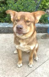 adoptable Dog in Decatur, GA named Bear