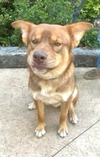 adoptable Dog in  named Bear