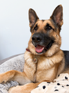adoptable Dog in  named Roo